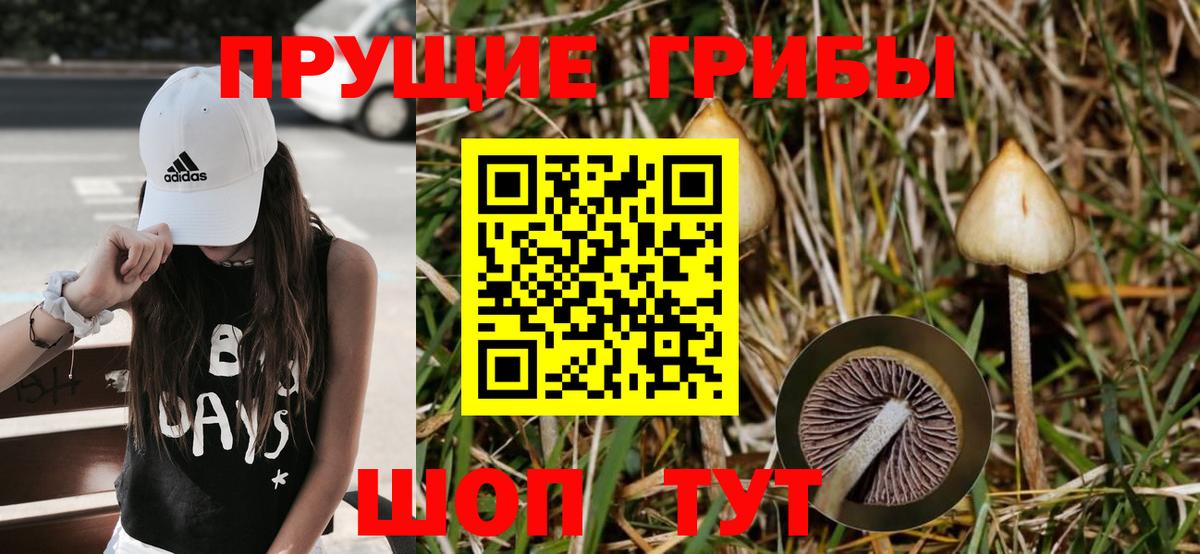 Черняховск  Псилоцибиновые грибы Magic Shrooms  Псилоцибиновые грибы ЛСД  Вход с VPN 